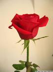 MARRIAGE AGAIN, LONG-STEMMED-ROSE