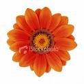 baptismals, christening, orange flower